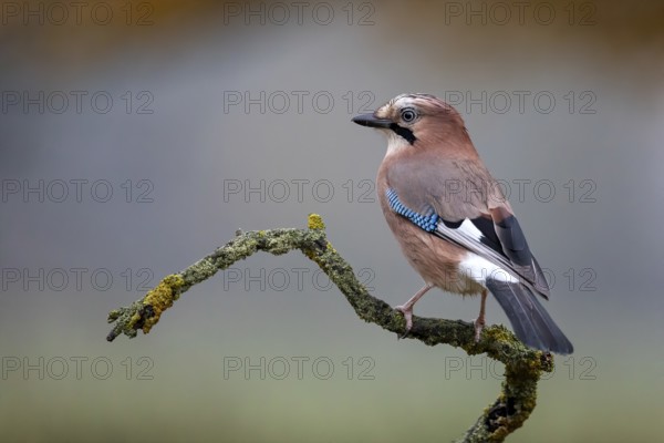 Eurasian Jay (Garrulus glandarius) perched on a branch, Saxony-Anhalt, Germany