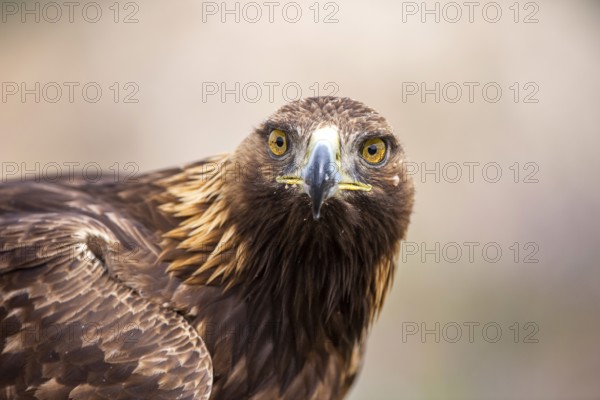 Golden Eagle (Aquila chrysaetos), Madrid, Spain