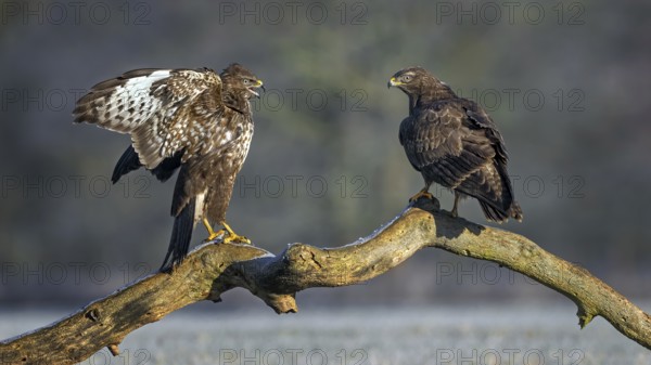 Common Buzzard (Buteo buteo) perched on a branch, Saxony-Anhalt, Germany