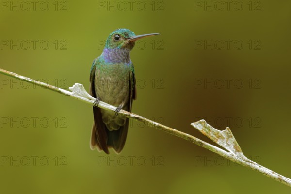 Charming Hummingbird, Amazilia decora, bird feeding sweet nectar from flower pink bloom. Hummingbird behaviour in tropic forest, nature habitat in Corcovado NP, Costa Rica wildlife