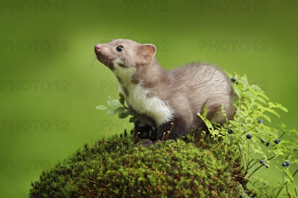 Beautiful cute forest animal. Beech marten, Martes foina, with clear green background. Small predator sitting on the tree trunk in forest. Wildlife scene from Germany