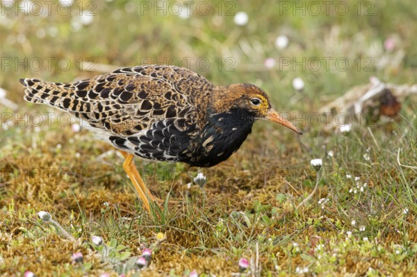 Ruff (Calidris pugnax) male, Oeland, Sweden