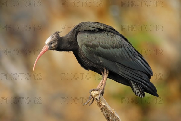 Bald Ibis Geronticus eremita, exotic bird in the nature habitat, evening sun light, during sunset, Marocco. Northern Ibis sitting on the branch, rock mountain in the background