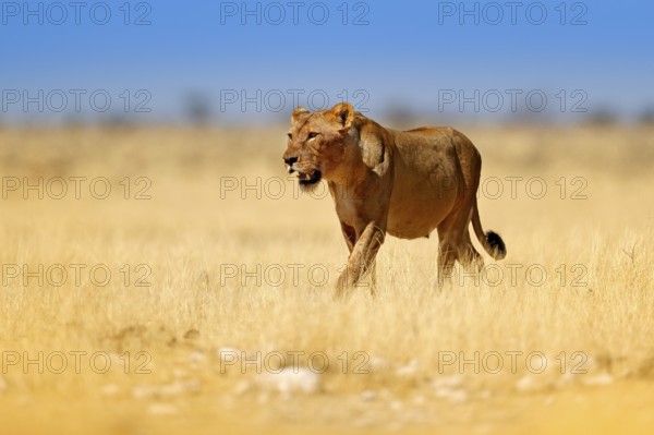 Safari in Africa. Big angry female lion in Etosha NP, Namibia. African lion walking in the grass, with beautiful evening light. Wildlife scene from nature. Animal in the habitat