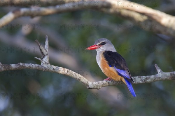 Grey-headed Kingfisher (Halcyon leucocephala), Masai Mara, Kenya