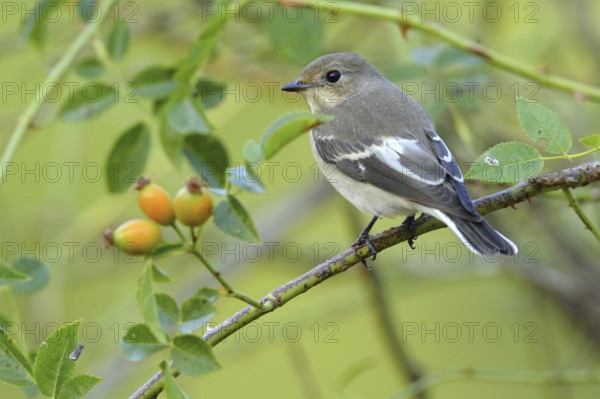 European Pied Flycatcher (Ficedula hypoleuca) female, Andalusia, Spain