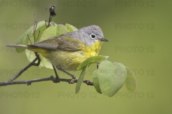Nashville Warbler (Leiothlypis ruficapilla), British Columbia, Canada