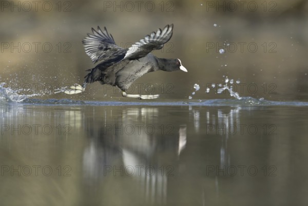 Eurasian Coot (Fulica atra) flying, Saxony, Germany
