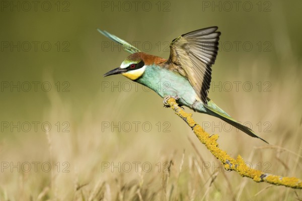 European Bee-eater (Merops apiaster), Madrid, Spain