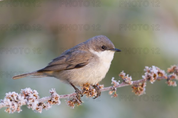 Lesser Whitethroat (Sylvia curruca), Baden-Wuerttemberg, Germany