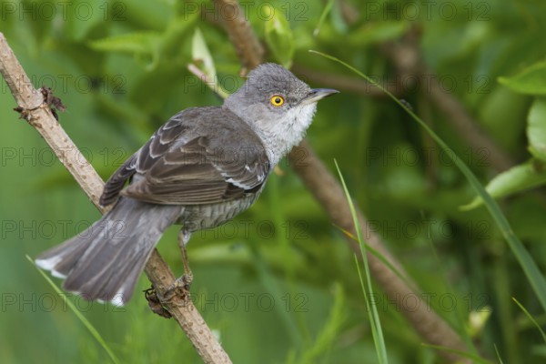 Barred Warbler (Sylvia nisoria), Hungary