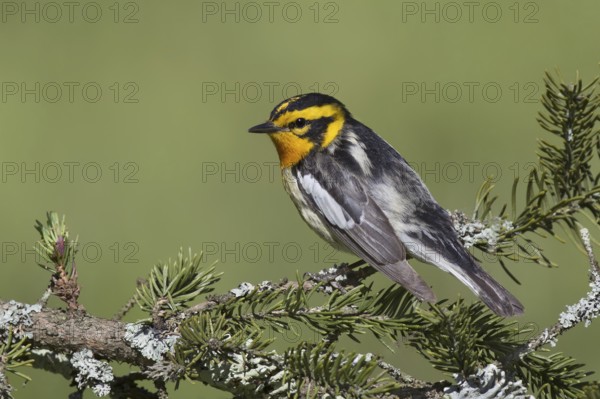 Blackburnian Warbler (Setophaga fusca), New York, USA