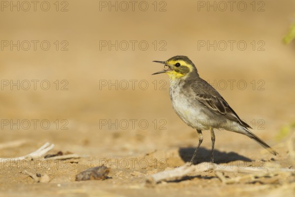 Citrine Wagtail (Motacilla citreola) singing, Oman