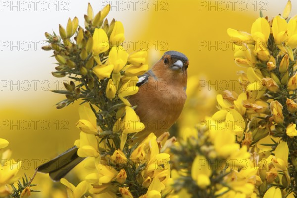 Common Chaffinch (Fringilla coelebs) male on a flowering branch, United Kingdom