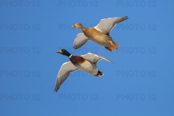 Mallard (Anas platyrhynchos) pair flying, Lower Saxony, Germany