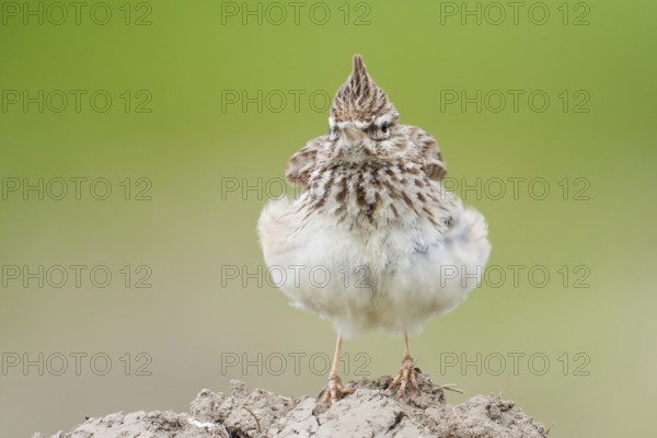 Thekla Lark (Galerida theklae), Mallorca, Spain