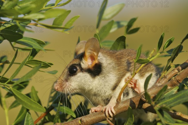 Garden Dormouse (Eliomys quercinus) adult climbing in vegetation, Andalusia, Spain