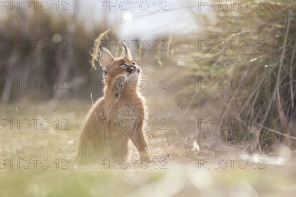Caracal (Caracal caracal) cub playing with grass stalk, Castile-La Mancha, Spain