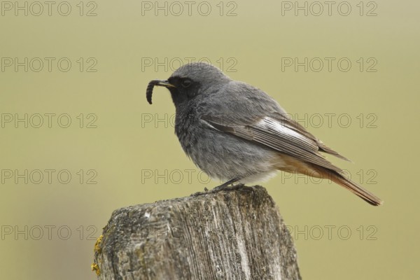 Black Redstart (Phoenicurus ochruros) male, Rhineland-Palatinate, Germany