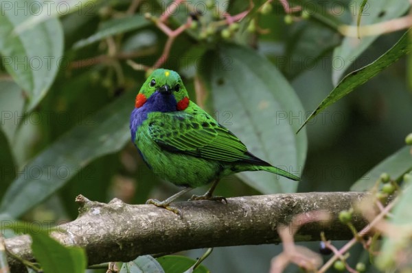 Orange-eared Tanager (Chlorochrysa calliparaea) perched on a branch in the Amazon in Peru
