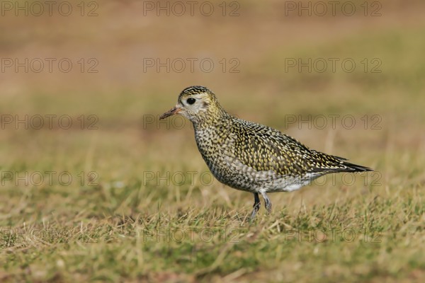 European Golden Plover (Pluvialis apricaria), Schleswig-Holstein, Germany