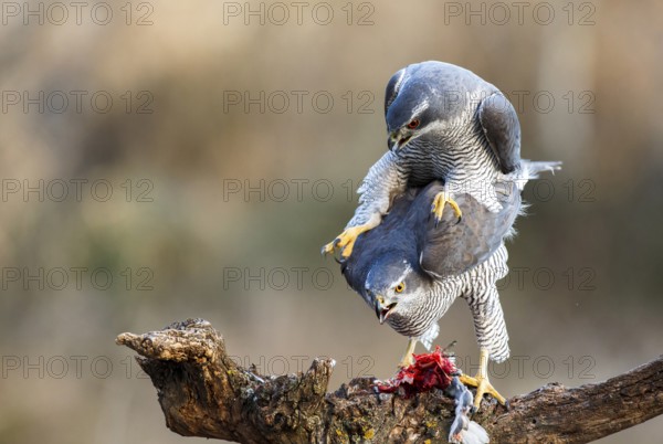 Northern Goshawk (Accipiter gentilis) pair mating, Zaragoza, Spain