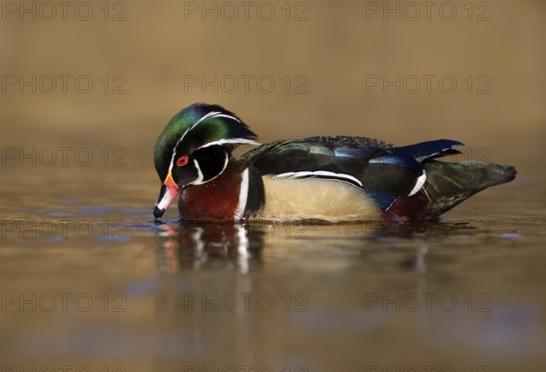Wood Duck Male (Aix sponsa) - Victoria BC, Canada