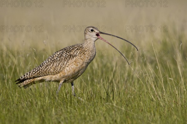 Long-billed Curlew (Numenius americanus), Alberta, Canada