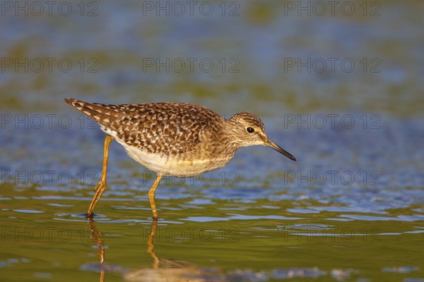 Wood Sandpiper (Tringa glareola), Greece
