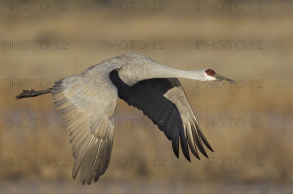 Sandhill Crane (Antigone canadensis) flying, New Mexico, USA