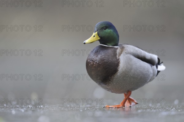 Mallard (Anas platyrhynchos) male, North Rhine-Westphalia, Germany