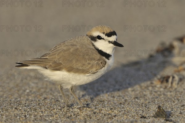 Snowy Plover (Charadrius nivosus), California, USA