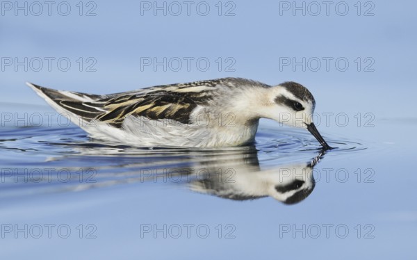 Red-necked Phalarope (Phalaropus lobatus), British Columbia, Canada