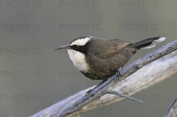Hall's Babbler (Pomatostomus halli), Queensland, Australia