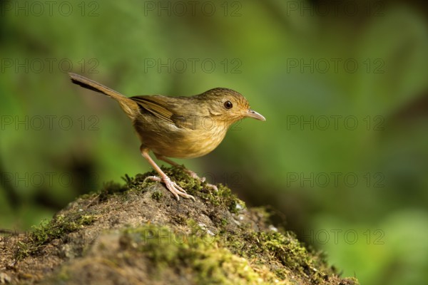 Buff-breasted Babbler (Pellorneum tickelli), Pahang, Malaysia