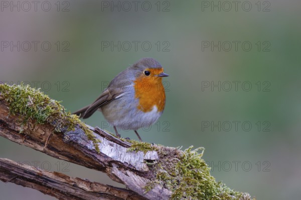 European Robin (Erithacus rubecula), North Rhine-Westphalia, Germany