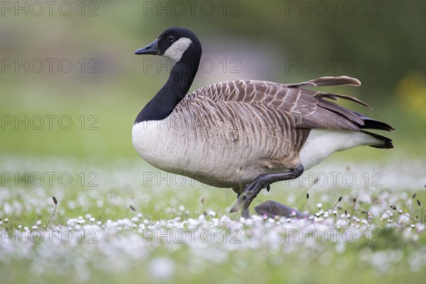 Canada Goose (Branta canadensis), Newcastle, United Kingdom