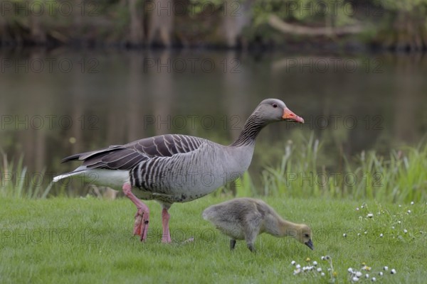 Graugans, lat. Anser anser, Altvogel mit einem Küken auf einer Wiese grasend