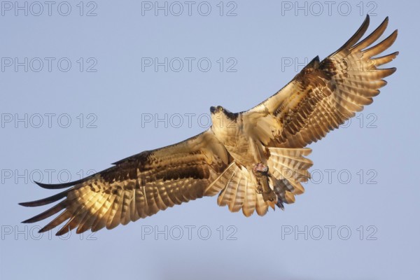 Western Osprey (Pandion haliaetus), California, USA