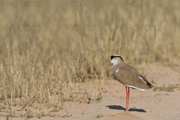 Crowned Lapwing (Vanellus coronatus), Northern Cape, South Africa