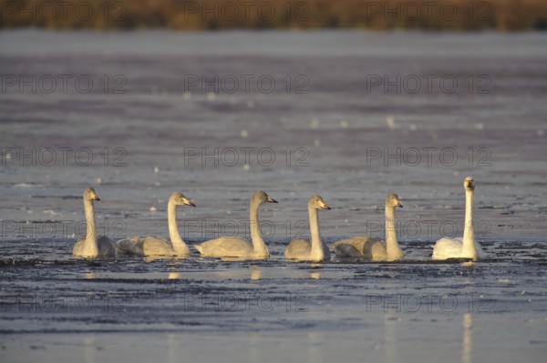 Whooper Swan (Cygnus cygnus), Lower Saxony, Germany