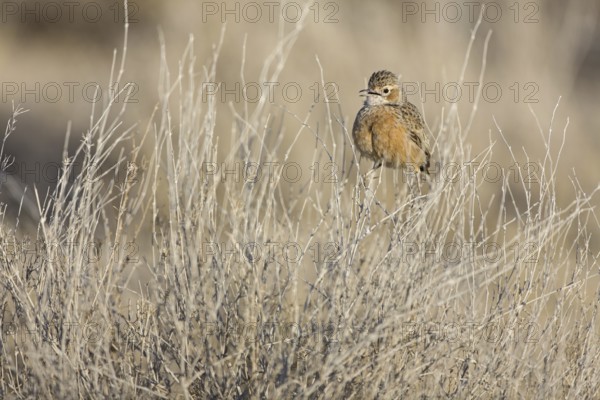 Spike-heeled Lark (Chersomanes albofasciata), Etosha National Park, Namibia