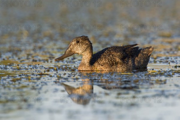 Freckled Duck (Stictonetta naevosa), Victoria, Australia