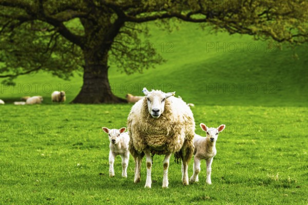 Sheeps, Pooley Bridge, Ullswater Lake, Lake District National Park, Cumbria, England, United Kingdom