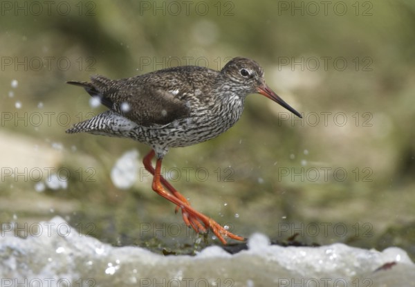 Common Redshank (Tringa totanus), Schleswig-Holstein, Germany
