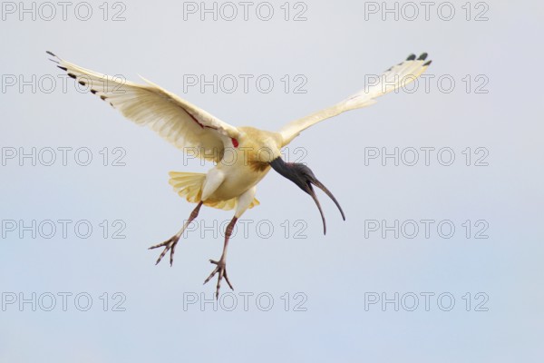 Australian White Ibis (Threskiornis molucca) flying, Victoria, Australia