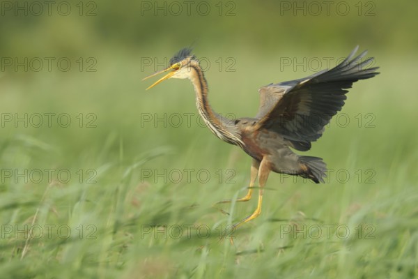 Purple Heron (Ardea purpurea)