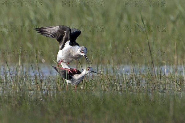 Black-winged Stilt (Himantopus himantopus) pair mating, Seewinkel, Austria