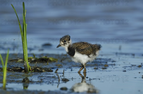 Northern Lapwing (Vanellus vanellus) juvenile, Schleswig-Holstein, Germany