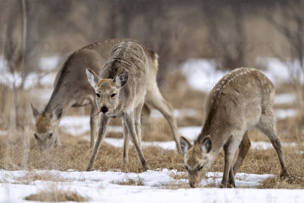 Hokkaido sika deer (Cervus nippon yesoensis), in the forest, in the snow, Tsurui, Akan district, Hokkaido, Japan
